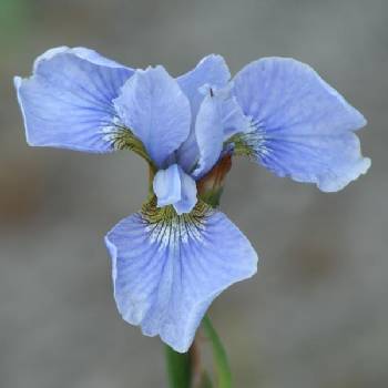 Ирис Iris sibirica ‘Soft Blue’  